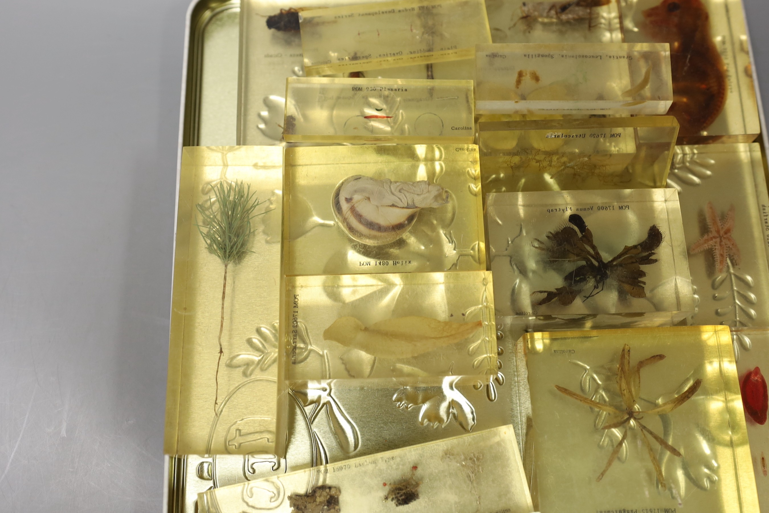 A quantity of perspex cased natural history specimens